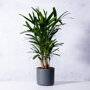 Stokpalm